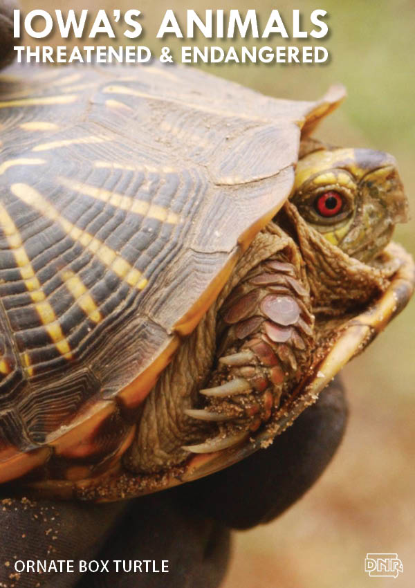 The ornate box turtle is one of Iowa's threatened and endangered species | Iowa DNR